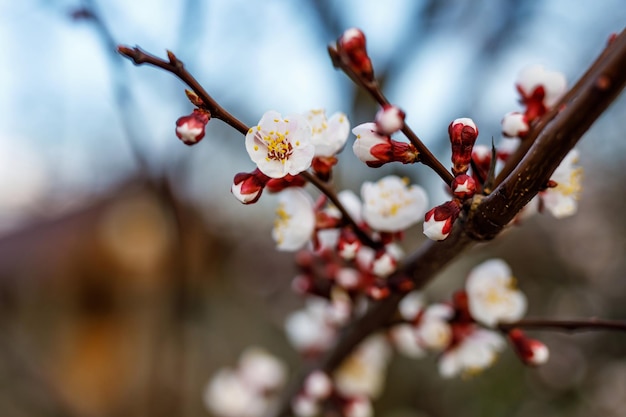 Kirschblüten blühen im Frühling.