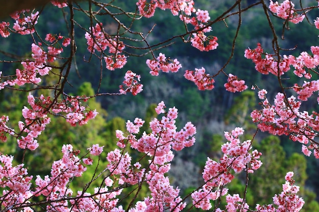 Kirschblüten blühen im Garten