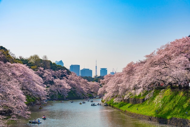 Kirschblüten blühen in der Frühlingssaison rund um den Tokyo Chidorigafuchi Park