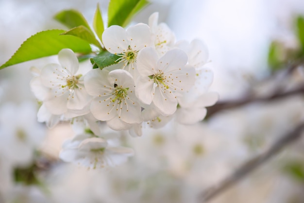 Kirschblüten blühen