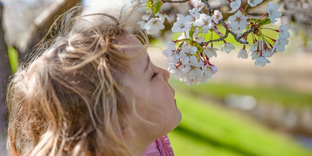 Kirschblüten. Das Mädchen genießt den Duft japanischer Kirschblüten. Kirschblüte in Japan im Frühjahr.