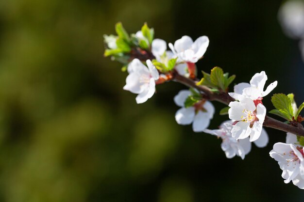 Kirschblüten-Frühlingsbaum