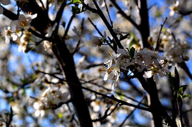 Kirschblüten gegen den blauen Himmel Frühlingsblüher Blumen von Obstbäumen Weiße BlumenBokeh