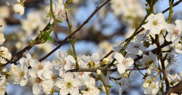 Kirschblüten gegen den blauen Himmel Frühlingsblüher Blumen von Obstbäumen Weiße BlumenBokeh