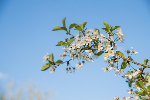 Kirschblüten gegen den blauen Himmel im frühen Frühling Kirschzweige bedeckt mit weißem Blumensprin