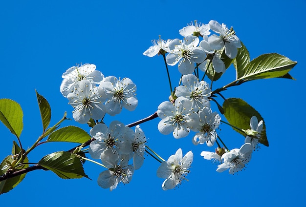 Kirschblüten gegen den blauen Himmel