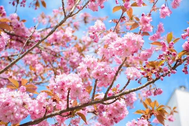 Kirschblüten gegen den blauen Himmel