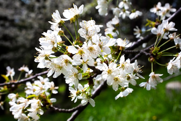 Kirschblüten Hintergrund weiße kleine Blumen auf einem Ast im Garten