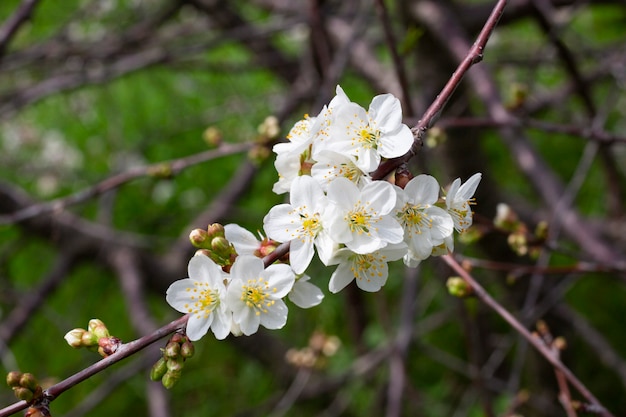 Kirschblüten Hintergrund weiße kleine Blumen auf einem Ast im Garten