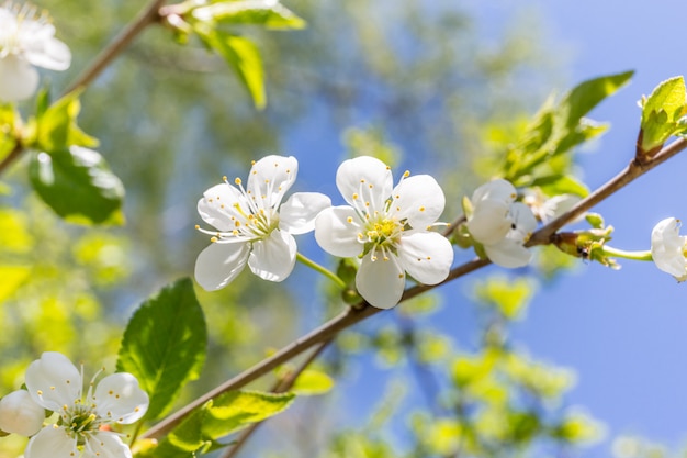 Kirschblüten im Frühjahr hautnah