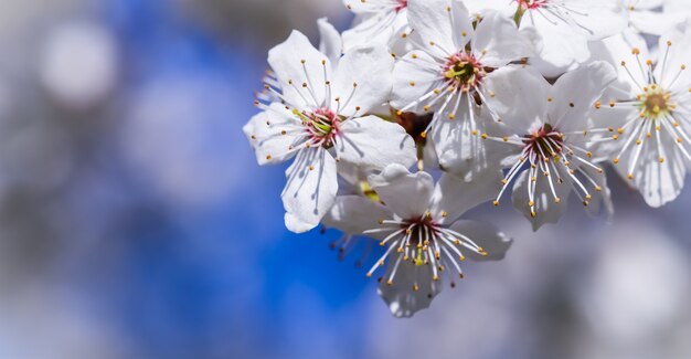 Kirschblüten im Frühjahr schöne weiße Blumen gegen blauen Himmel