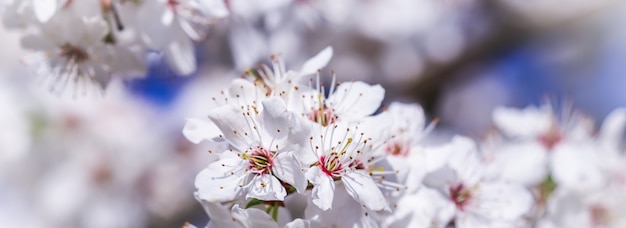Kirschblüten im Frühjahr schöne weiße Blumen gegen blauen Himmel