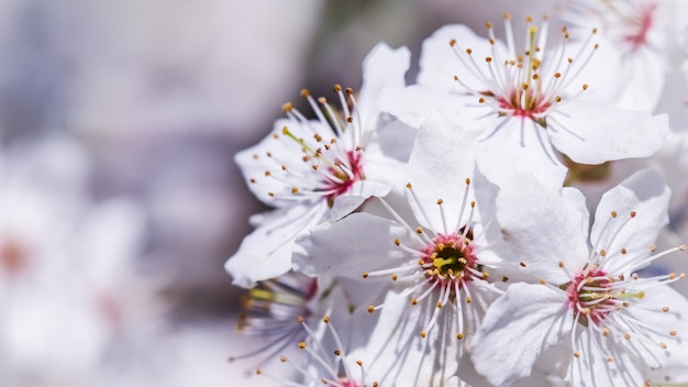 Kirschblüten im Frühling schöne weiße Blüten