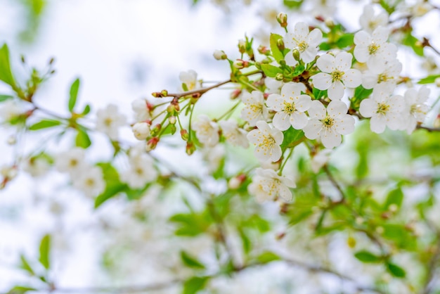 Kirschblüten im Frühling unter natürlichen Bedingungen Natürlicher weißer Blumenhintergrund