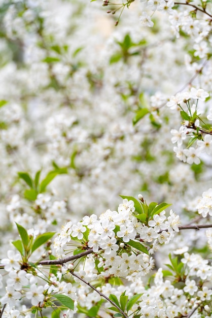 Kirschblüten im Frühling unter natürlichen Bedingungen Natürlicher weißer Blumenhintergrund