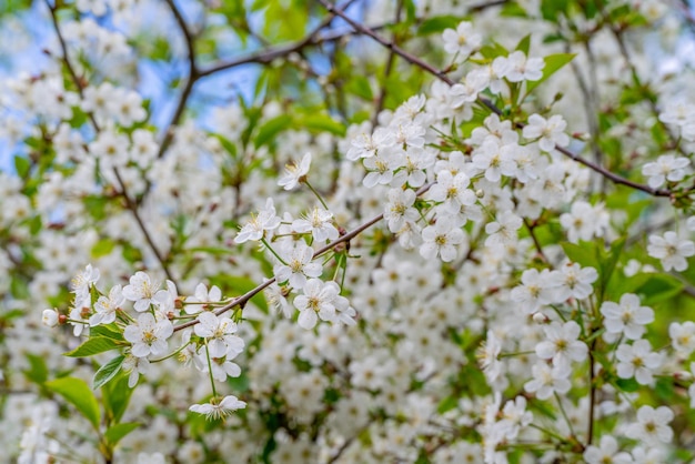 Kirschblüten im Frühling unter natürlichen Bedingungen Natürlicher weißer Blumenhintergrund