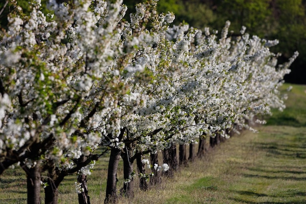 Foto kirschblüten im frühling