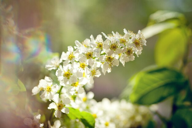 Kirschblüten im Frühling