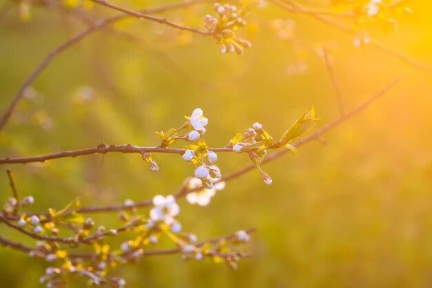 Kirschblüten im Frühlingspark Schöne Baumzweige mit weißen Blumen im warmen Sonnenunterganglicht