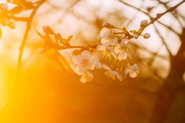 Kirschblüten im Frühlingspark Schöne Baumzweige mit weißen Blumen im warmen Sonnenunterganglicht