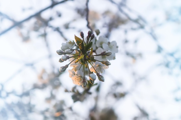 Kirschblüten im Frühlingspark Schöne Baumzweige mit weißen Blumen im warmen Sonnenunterganglicht