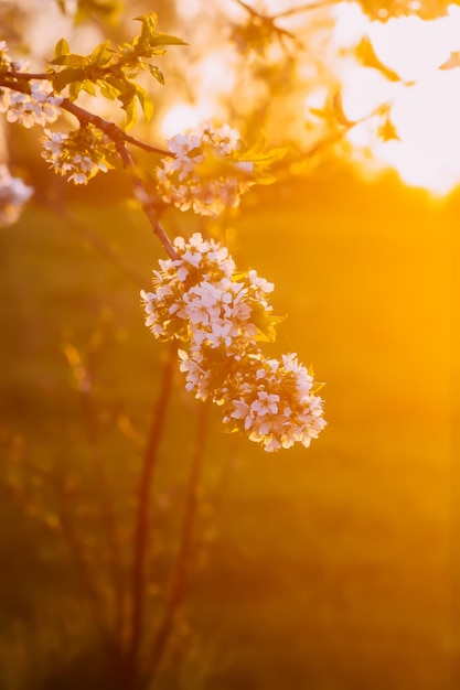 Kirschblüten im Frühlingspark Schöne Baumzweige mit weißen Blumen im warmen Sonnenunterganglicht