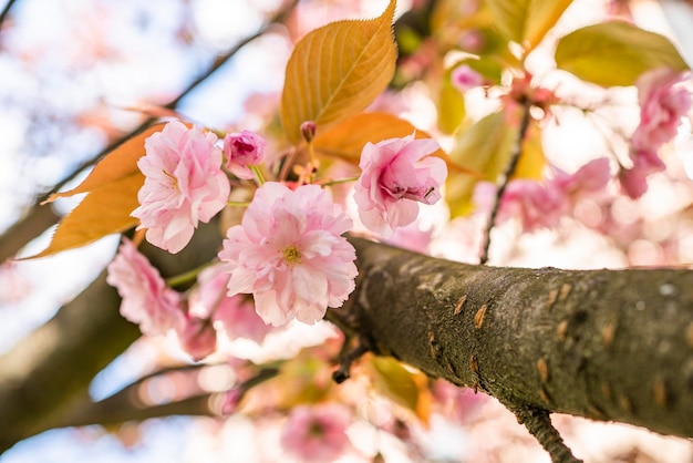 Kirschblüten im Garten Frühlingsanfang April blühen