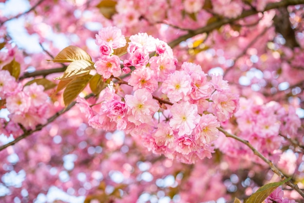 Kirschblüten im Garten Frühlingsanfang April blühen