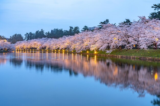 Foto kirschblüten im hirosaki-park matsuri-festival im frühling schönheit in voller blüte rosa sakura