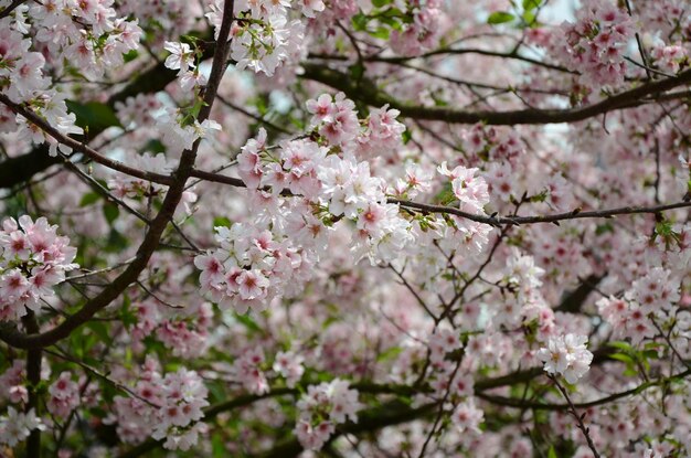 Kirschblüten im Park