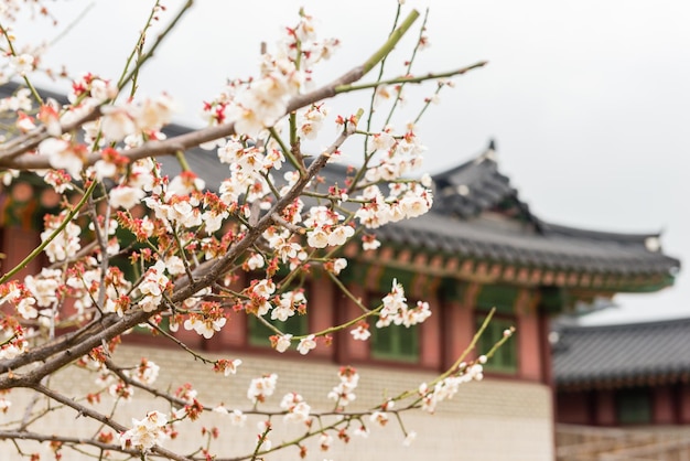 Kirschblüten in einem Garten in Seoul, Südkorea