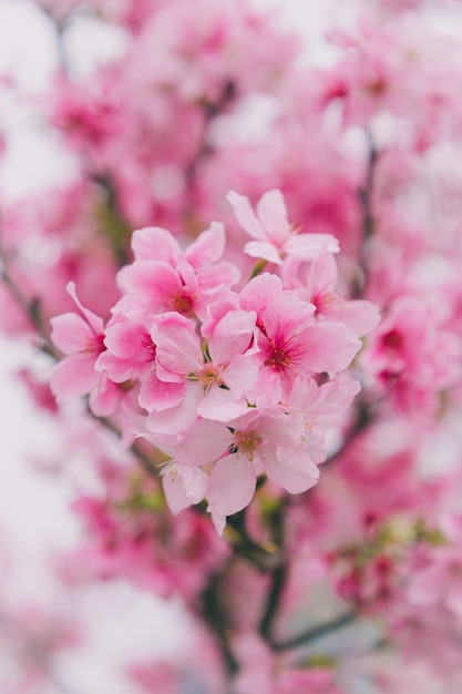 Kirschblüten in Taiwan