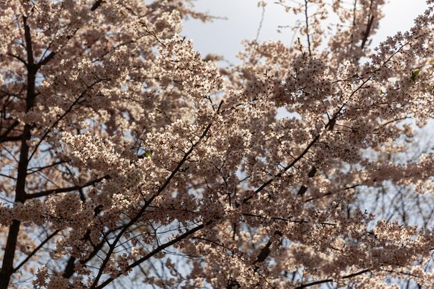 Foto kirschblüten in voller blüte, beleuchtet durch hintergrundbeleuchtung