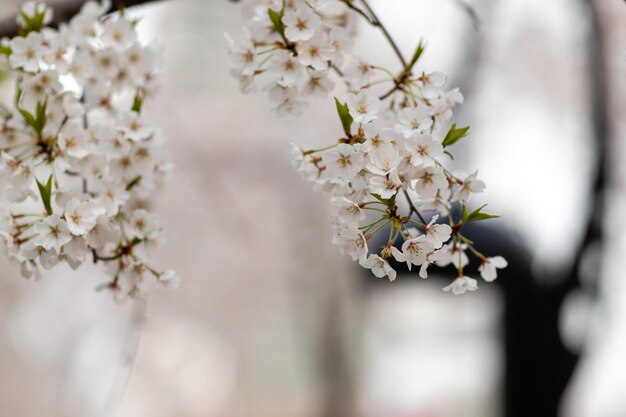 Kirschblüten in voller Blüte hängen an einem Zweig