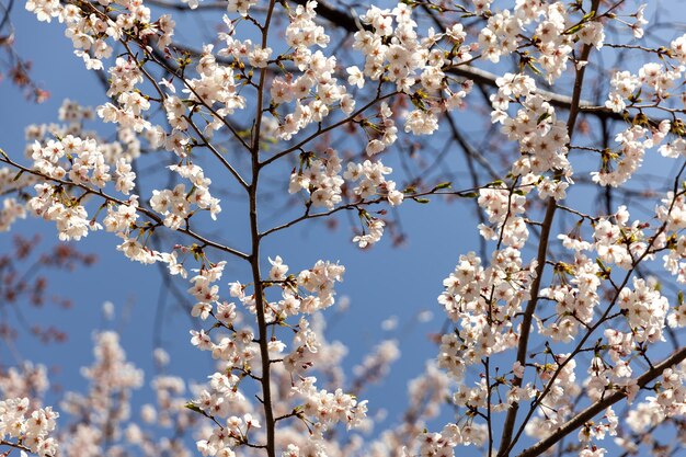 Foto kirschblüten in voller blüte hängen an einem zweig