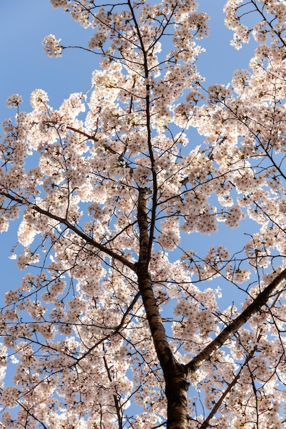 Kirschblüten in voller Blüte hängen an einem Zweig