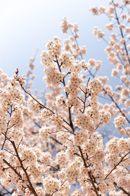 Foto kirschblüten in voller blüte hängen an einem zweig