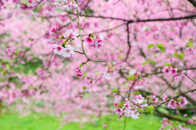 Kirschblüten in voller Blüte