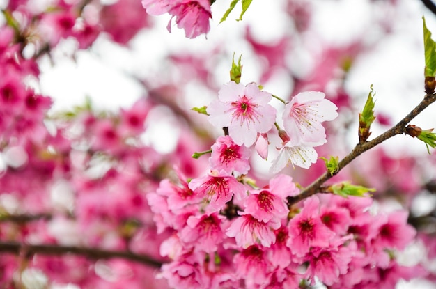 Kirschblüten in voller Blüte