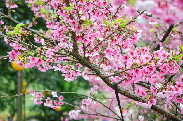 Kirschblüten in voller Blüte