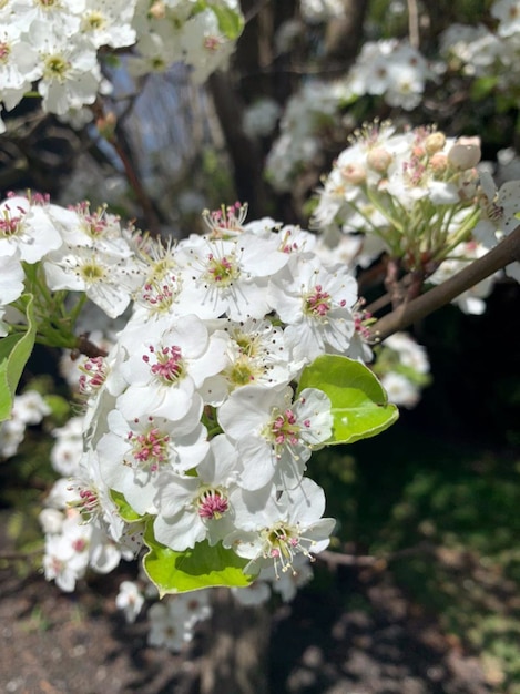 Kirschblüten Kirschblütenblüten