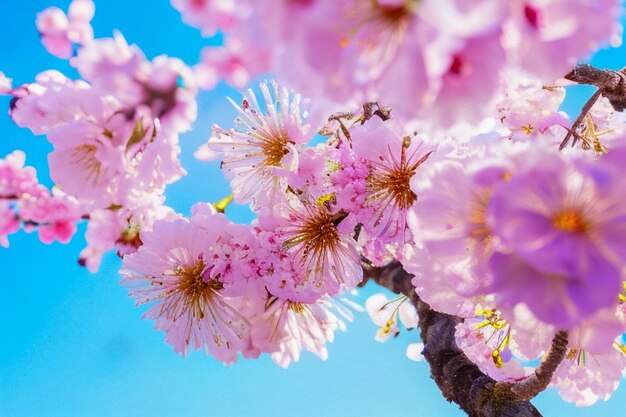 Kirschblüten mit weichem, verschwommenem Hintergrund, hellrosa Farbe, schöne Blüte