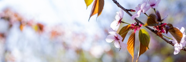 Kirschblüten mit weißen Blütenblättern im Frühling an einem sonnigen Tag Nahaufnahme von rosa Kirschblütenzweigen Zweig von Sakura-Blüten