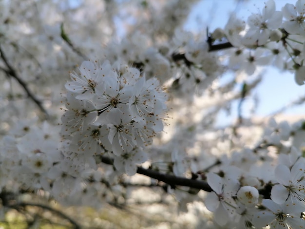 Kirschblüten oder Aprikosen im Morgensonnenlicht