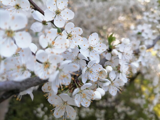 Kirschblüten oder Aprikosen im Morgensonnenlicht