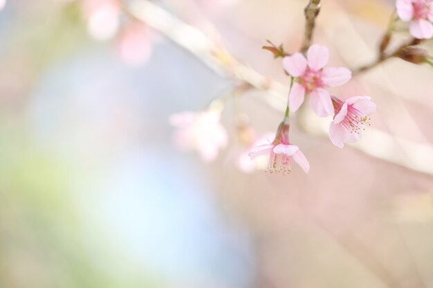 Kirschblüten, Sakura-Blume in Nahaufnahme