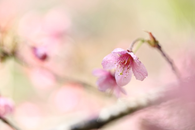 Kirschblüten, Sakura-Blume in Nahaufnahme