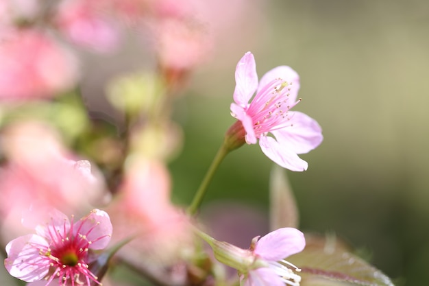 Kirschblüten, Sakura-Blume in Nahaufnahme