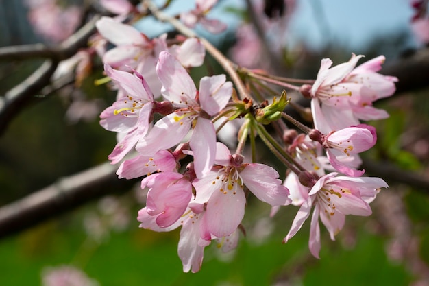 Kirschblüten-Sakura-Blumen auf einem Baum im Frühling