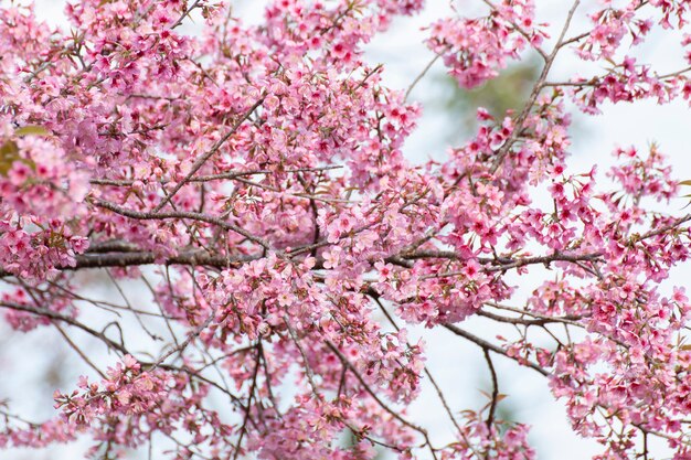 Kirschblüten, Sakura-Blumen auf Naturhintergrund.